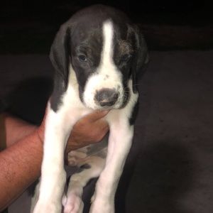 Meet your Posher, Diego